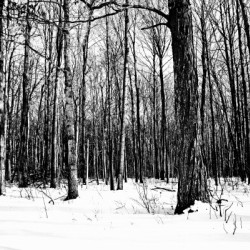 Snowy Woods Black And White